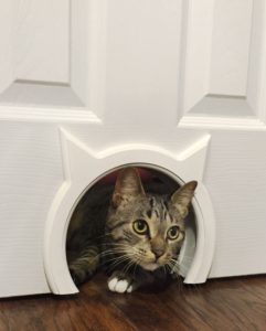 Kitty Pass Interior Cat Door Hidden