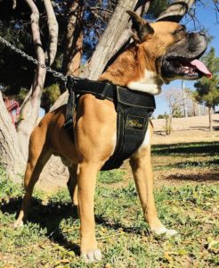 Dog Vest Harness Padded Adjustable