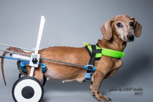 Dog Pet Wheelchair