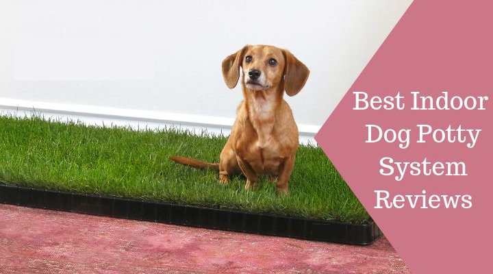best indoor dog potty