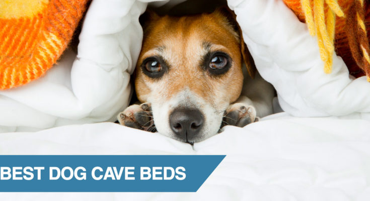Best dog cave dogs