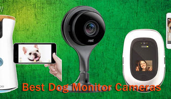 best dog monitor camera