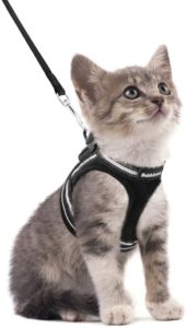 Harness and Leash Set