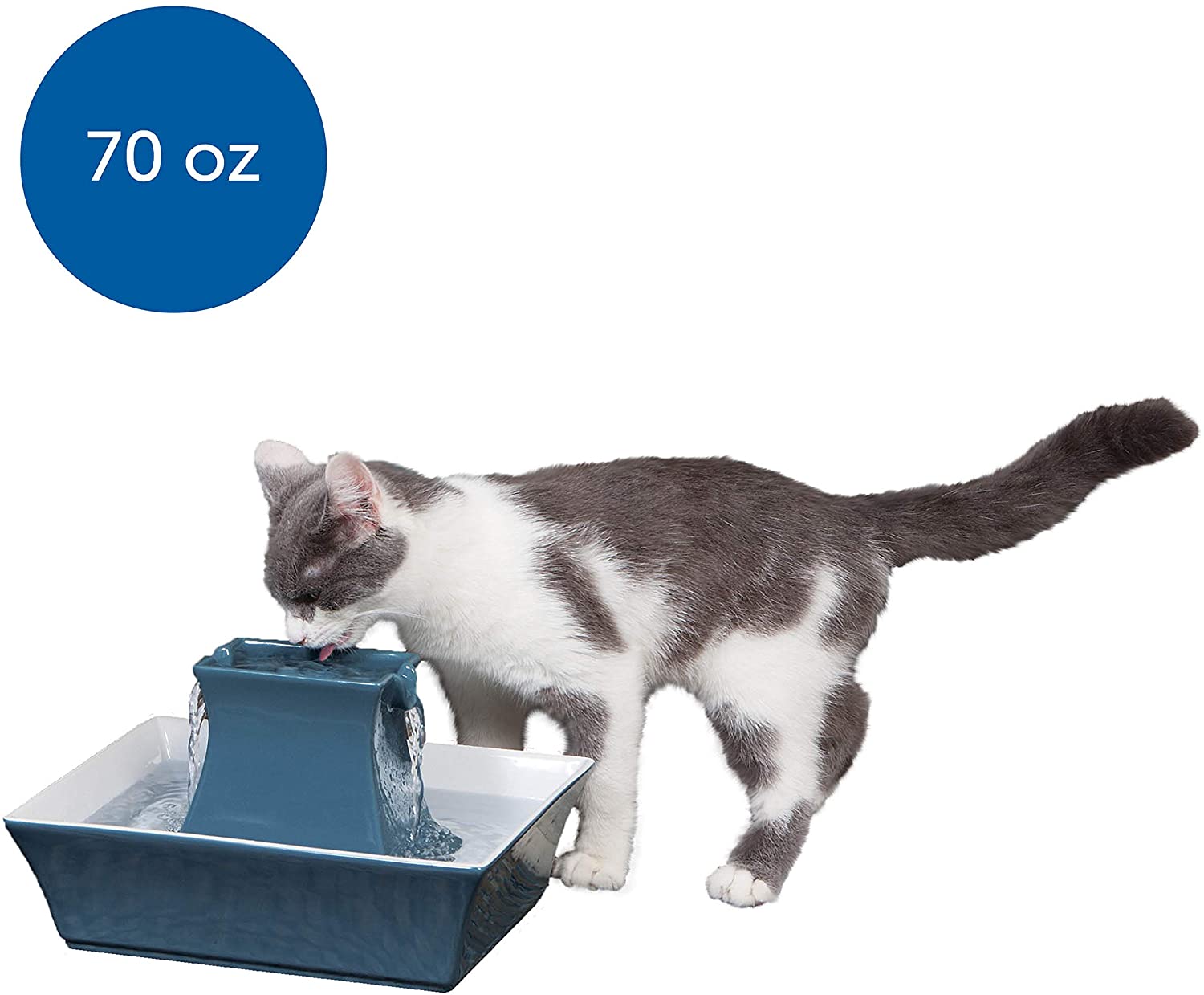 Best Dog Water Fountains Of 2020 Review